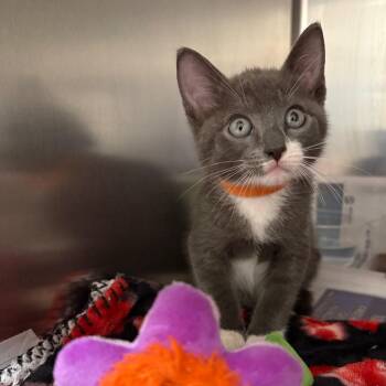 Denali -  Domestic Short Hair Cat for Adoption in Milton, Florida - Denali | PetCurious