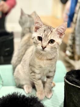 Rescue Domestic Short Hair Cats for Adoption in Santa Ana, California - Ophelia | PetCurious