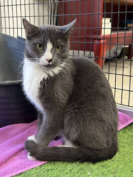 Rescue Domestic Short Hair Cats for Adoption in Stockton, California - Boo | PetCurious