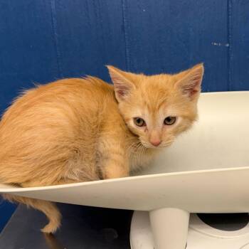 Domestic Short Hair Cats Available for Adoption in Summerlee, West Virginia - Niffler | PetCurious