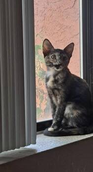 Cersei -  Domestic Short Hair Cat for Adoption in San Tan Valley, Arizona - Cersei | PetCurious