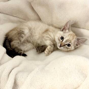 Rescue Domestic Short Hair Cats for Adoption in Eagle Mountain, Utah - Kiwi LaGiglia | PetCurious