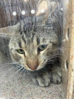 HELMS 1 -  Domestic Short Hair Cat for Adoption in Rancho Cucamonga, California - HELMS 1 | PetCurious