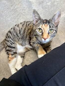 Rescue Domestic Short Hair Cats for Adoption in Barnesville, Georgia - 25-130 Autumn | PetCurious