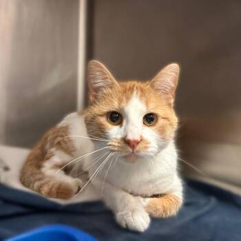 Jeremy Fragrance -  Domestic Short Hair Cat for Adoption in Davenport, Iowa - Jeremy Fragrance | PetCurious