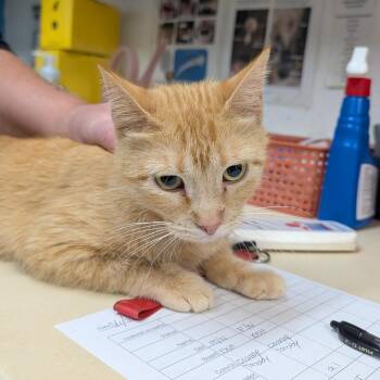 Domestic Short Hair Cats Available for Adoption in Ardmore, Oklahoma - Buttercup | PetCurious