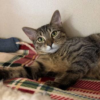 Rescue Tabby Cats for Adoption in Eatontown, New Jersey - Little Pumpkin Bread | PetCurious