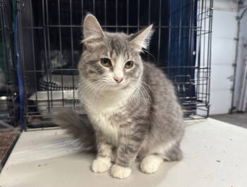 Rescue Domestic Medium Hair Cats for Adoption in Breinigsville, Pennsylvania - Lily* | PetCurious