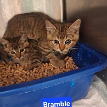 Rescue Domestic Short Hair Cats for Adoption in Madill, Oklahoma - Bramble | PetCurious