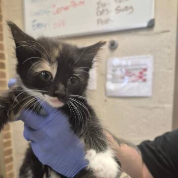 Poppy -  Domestic Short Hair Cat Available for Adoption in Birmingham, Alabama - Poppy | PetCurious