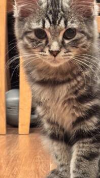 Blossom -  Domestic Medium Hair Cat for Adoption in Herndon, Virginia - Blossom | PetCurious