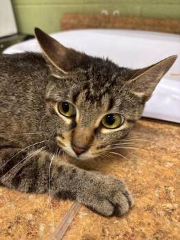 Rescue Domestic Short Hair Cats for Adoption in Indianapolis, Indiana - GRACEY | PetCurious