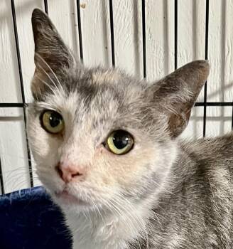 Rose -  Domestic Short Hair Cat for Adoption in Franklin, West Virginia - Rose | PetCurious