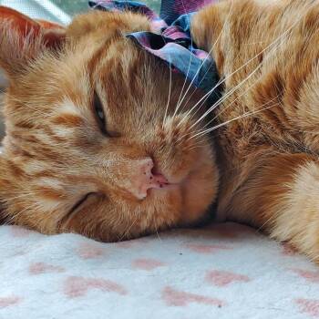 Lily -  Domestic Short Hair Cat for Adoption in Abingdon, Maryland - Lily | PetCurious