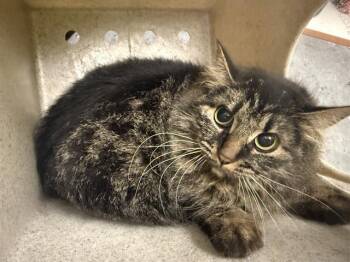 Domestic Long Hair Cats Available for Adoption in Kent, Washington - BARN CAT CATARIA | PetCurious