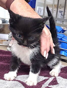 Rescue Domestic Short Hair Cats for Adoption in Albemarle, North Carolina - Dara | PetCurious