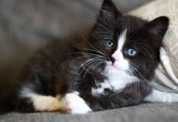 Rose -  Domestic Short Hair and Tuxedo Cat for Adoption in Skyline, Minnesota - Rose | PetCurious