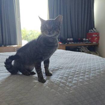 Squeaky -  Domestic Short Hair Cat for Adoption in Tampa, Florida - Squeaky | PetCurious