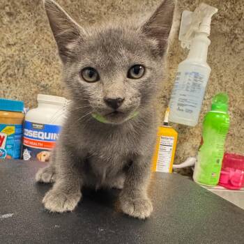 Ginkgo -  American Shorthair Cat for Adoption in Webster, Texas - Ginkgo | PetCurious