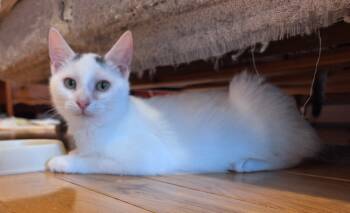 Rescue Domestic Short Hair Cats for Adoption in Liverpool, New York - Grayson | PetCurious
