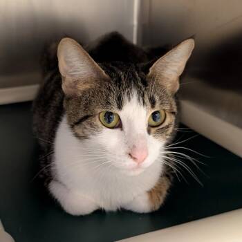 Domestic Short Hair Cats Available for Adoption in Toledo, Ohio - Lumen | PetCurious