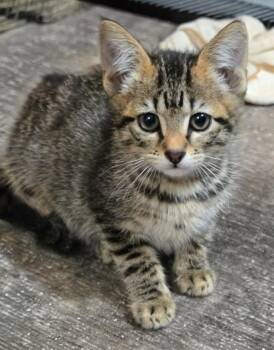 Leftie -  Domestic Short Hair Cat for Adoption in Evans, Georgia - Leftie | PetCurious