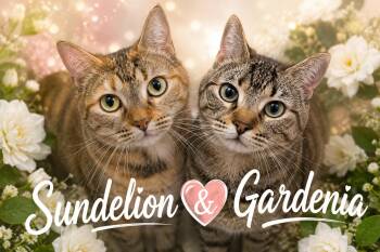 Tabby Cats Available for Adoption in Greenville, Delaware - Gardenia W/Sundelion (FCID# 05/11/26-30 Trainer) | PetCurious