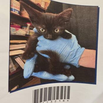 Coal -  Domestic Short Hair Cat for Adoption in Grantsville, Utah - Coal | PetCurious