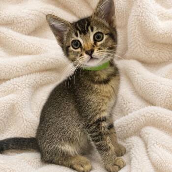 Almond -  Domestic Short Hair Cat for Adoption in Long Beach, California - Almond | PetCurious