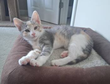 Genevieve -  Domestic Short Hair Cat for Adoption in Herndon, Virginia - Genevieve | PetCurious