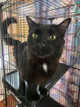 Domestic Long Hair Cats Available for Adoption in Pocatello, Idaho - T’Challa  | PetCurious