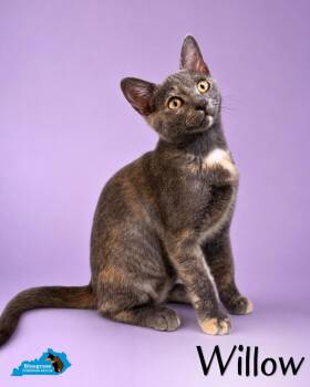 Willow -  Domestic Short Hair Cat for Adoption in Louisville, Kentucky - Willow | PetCurious