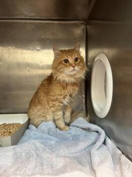 61402660 -  Domestic Long Hair Cat for Adoption in El Paso, Texas - 61402660 | PetCurious