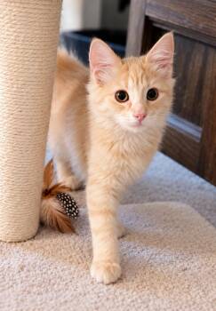 BedHead -  Domestic Long Hair Cat for Adoption in Fresno, California - BedHead | PetCurious