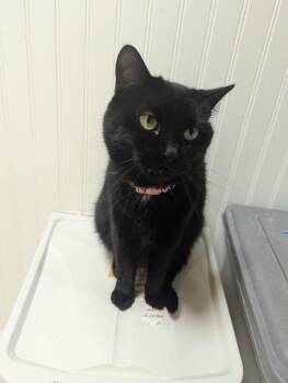 Domestic Short Hair Cats Available for Adoption - Daffney | PetCurious