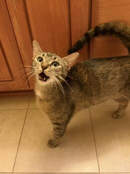 Cherry -  Domestic Short Hair Cat for Adoption in Beaverton, Oregon - Cherry | PetCurious