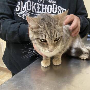 Domestic Short Hair Cats Available for Adoption in Monroe, Louisiana - Winda | PetCurious