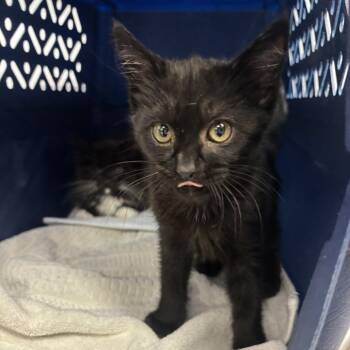 Mike -  Domestic Short Hair Cat for Adoption in Spokane, Washington - Mike | PetCurious