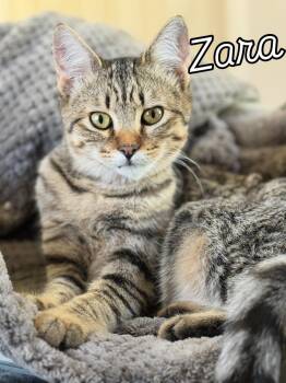 Rescue Domestic Short Hair Cats for Adoption in Lincoln, California - Zara | PetCurious