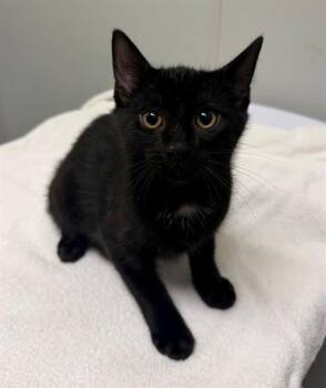 PEPSI -  Domestic Short Hair Cat for Adoption in Leesburg, Virginia - PEPSI | PetCurious