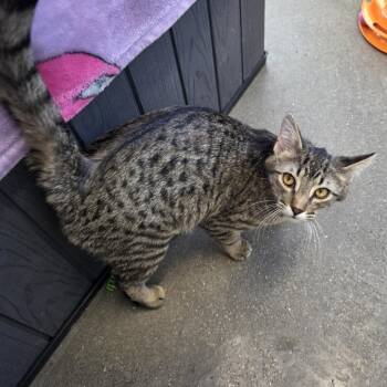 Domestic Short Hair Cats Available for Adoption - Necco | PetCurious