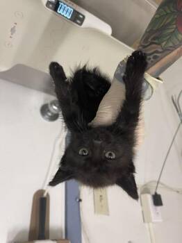 ADA -  Domestic Short Hair Cat for Adoption in Hayward, California - ADA | PetCurious