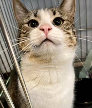 Domestic Short Hair Cats Available for Adoption in Lafayette, Indiana - West | PetCurious