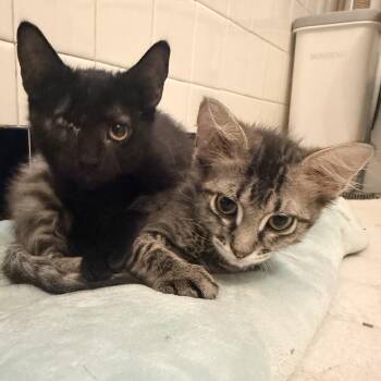 Grover and Crumb -  Domestic Medium Hair Cat Available for Adoption in New York, New York - Grover And Crumb | PetCurious