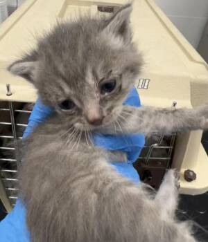 Chime -  Domestic Short Hair Cat for Adoption in Roseville, California - Chime | PetCurious