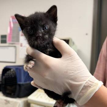 Toph -  Domestic Short Hair Cat for Adoption in Hattiesburg, Mississippi - Toph | PetCurious