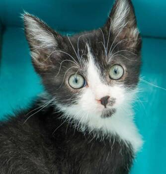 Rescue Siberian and American Bobtail Cats for Adoption in Bedford Hills, New York - Lori Is Our Exotic Lover! BLUE EYES Too! | PetCurious