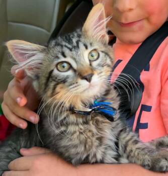Raquel -  Domestic Short Hair and Maine Coon Cat for Adoption in New Braunfels, Texas - Raquel | PetCurious