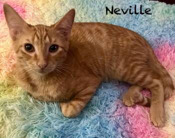 Rescue Domestic Short Hair Cats for Adoption in Pekin, Illinois - Neville | PetCurious