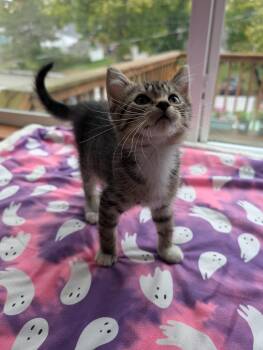 Rescue Domestic Short Hair and Tiger Cats for Adoption - Avery | PetCurious